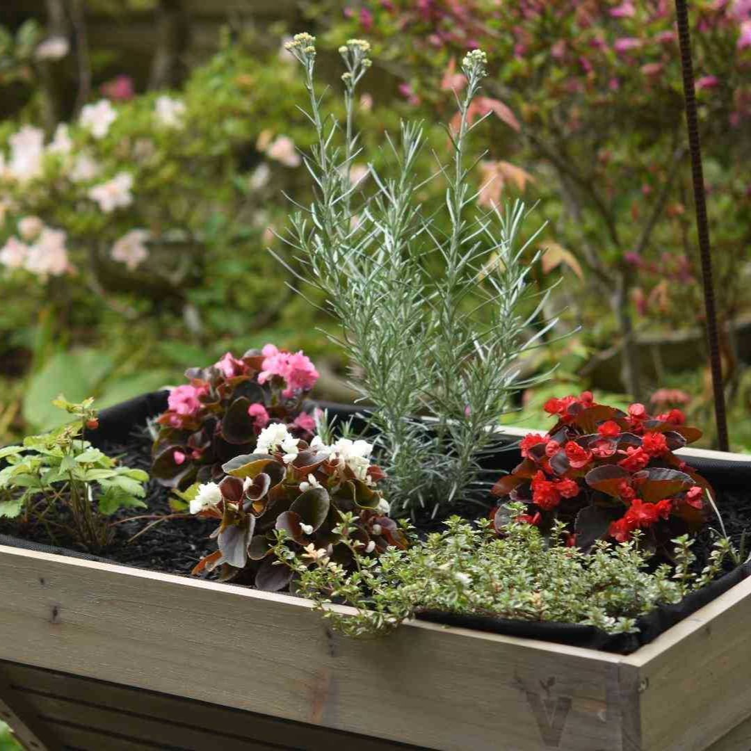 7plantsの初めてガーデニングセット(夏のエディブルフラワーver)
