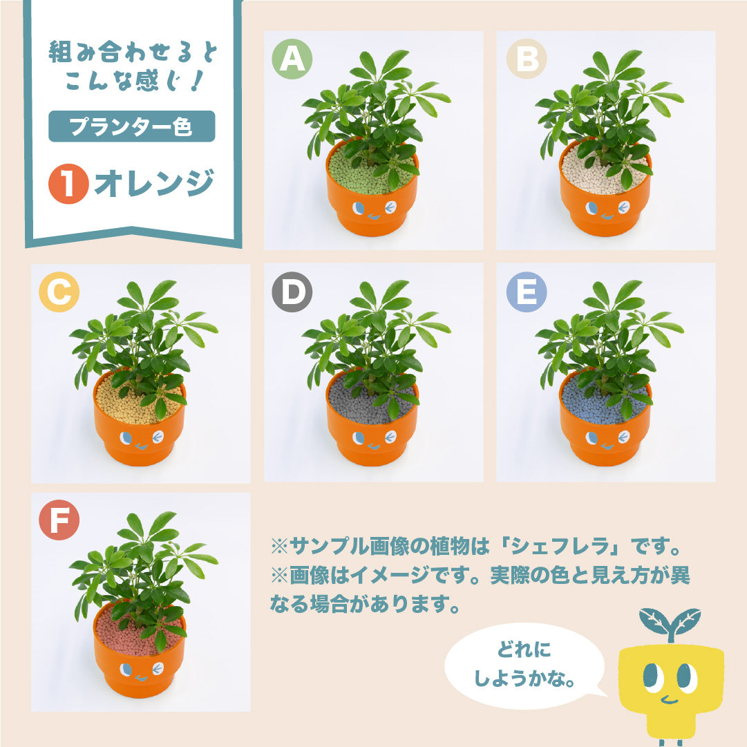 PEco plantsオススメ植物3点セット_ガジュマル・フィカス・ドラセナ