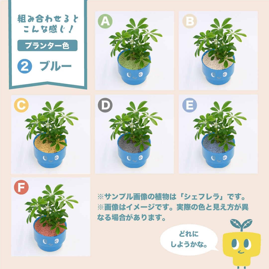 PEco plantsオススメ植物3点セット_ガジュマル・フィカス・ドラセナ