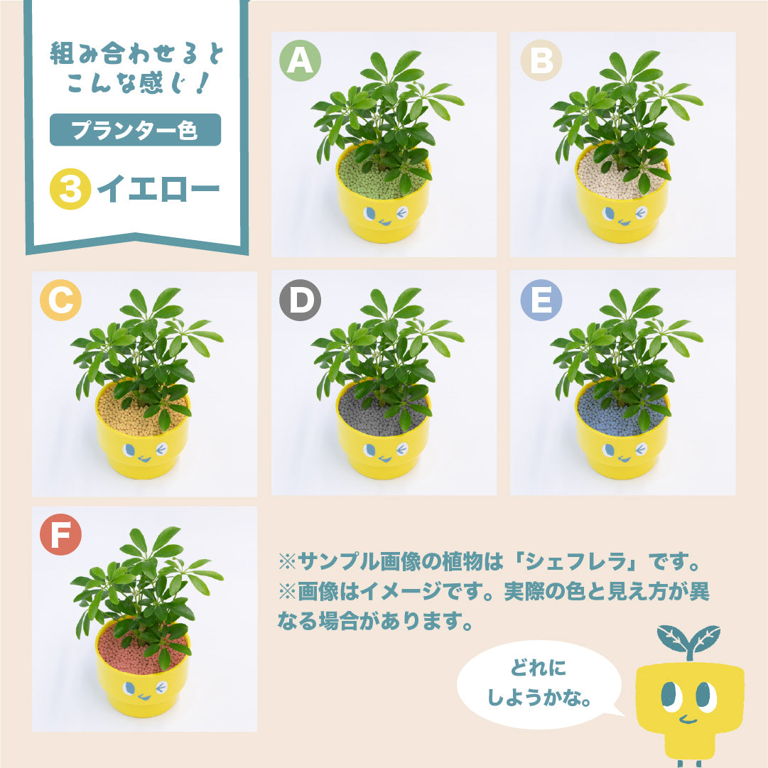 PEco plantsオススメ植物3点セット_ガジュマル・フィカス・ドラセナ