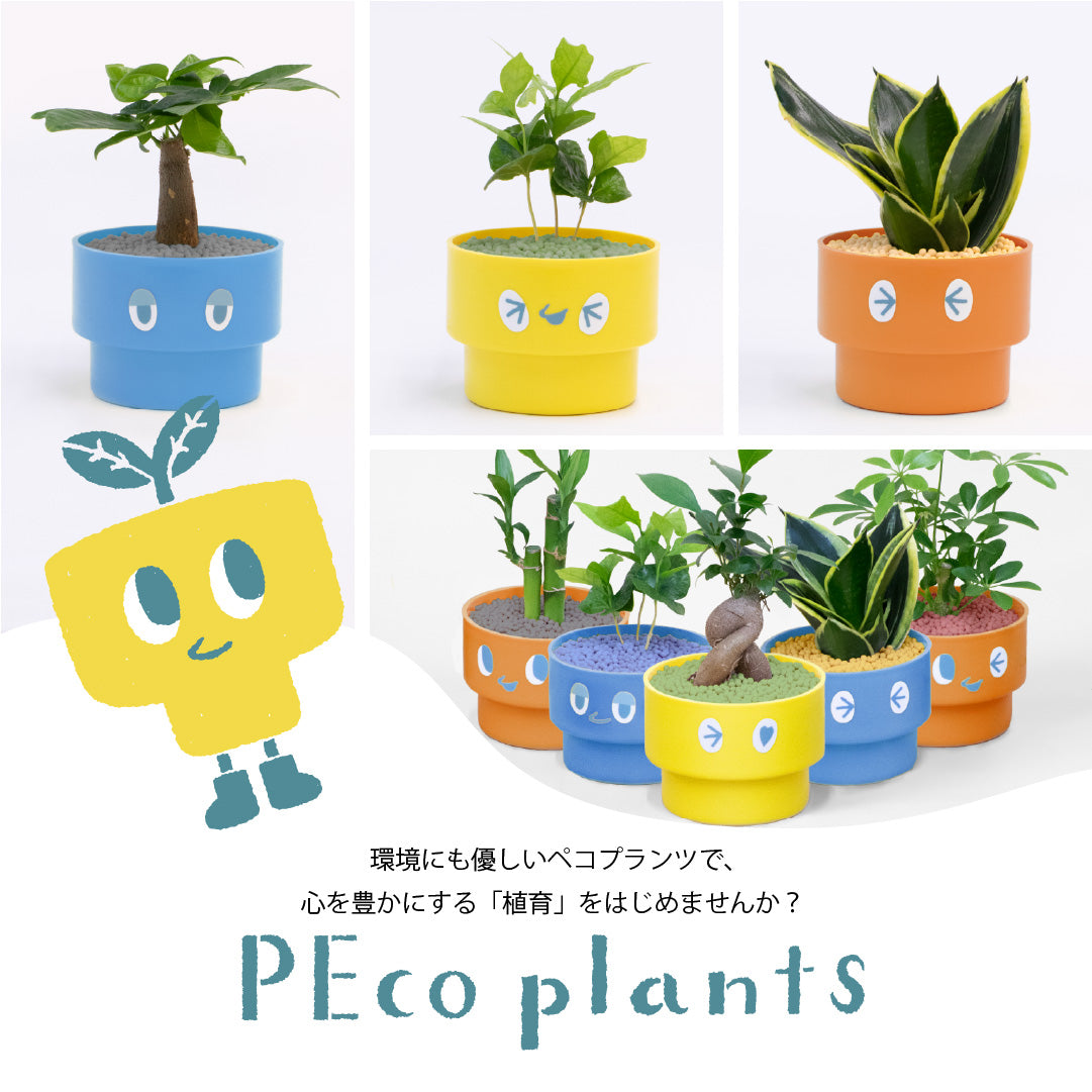 PEco plantsオススメ植物3点セット_ガジュマル・フィカス・ドラセナ