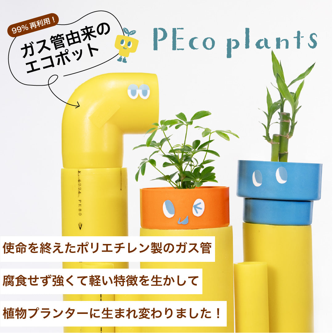 PEco plantsオススメ植物3点セット_ガジュマル・フィカス・ドラセナ