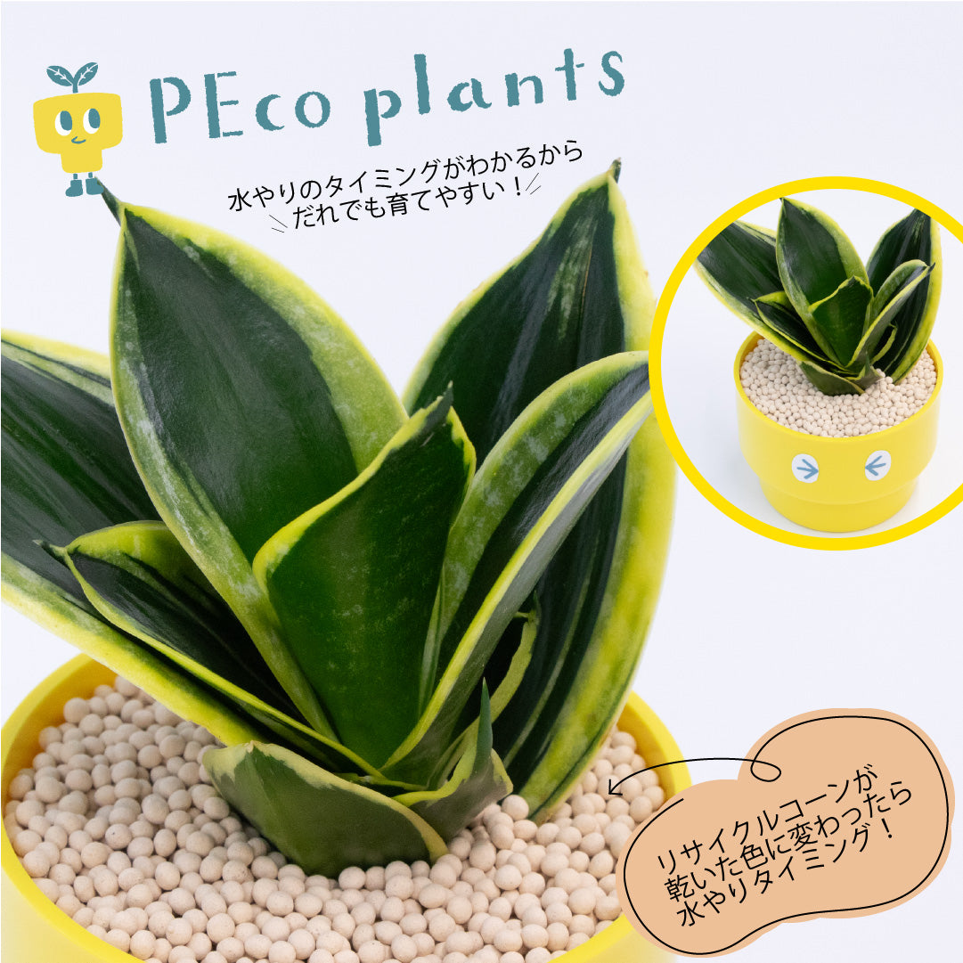 PEco plantsオススメ植物3点セット_ガジュマル・フィカス・ドラセナ