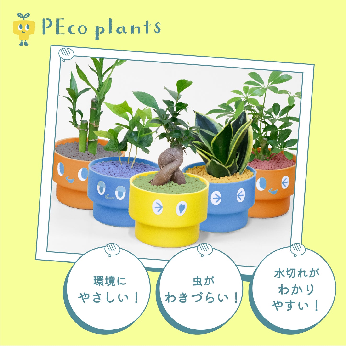 PEco plantsオススメ植物3点セット_ガジュマル・フィカス・ドラセナ