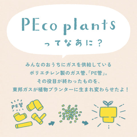 【ガジュマル】PEco plants