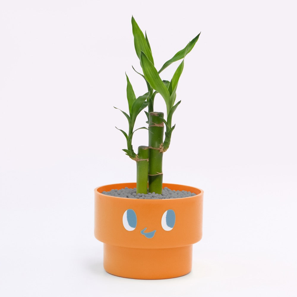 【エントリー】PEco plants