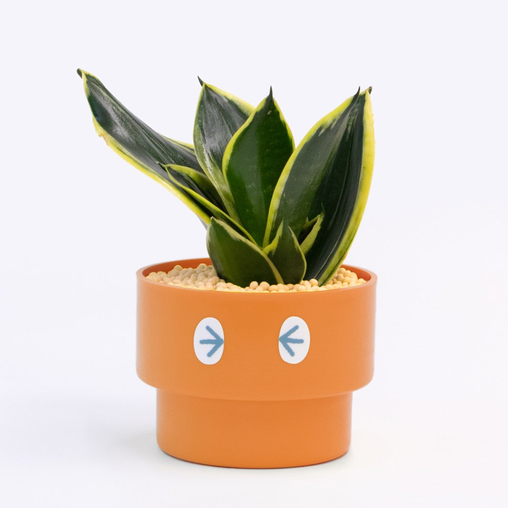 【エントリー】PEco plants