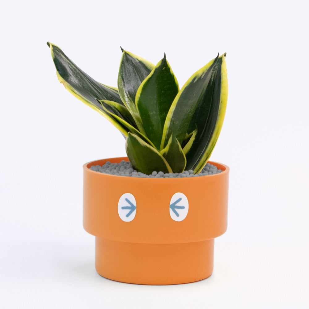【エントリー】PEco plants