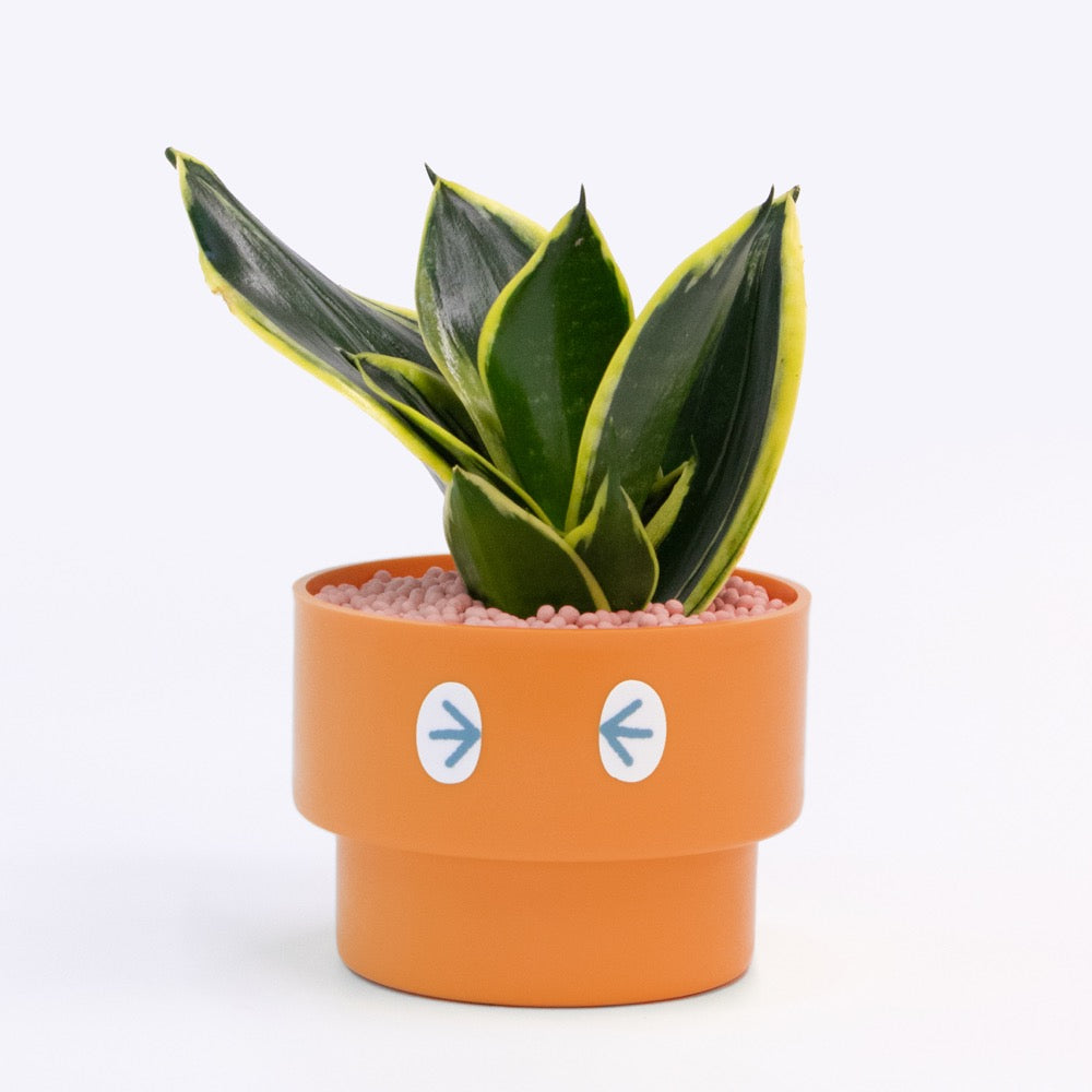【エントリー】PEco plants
