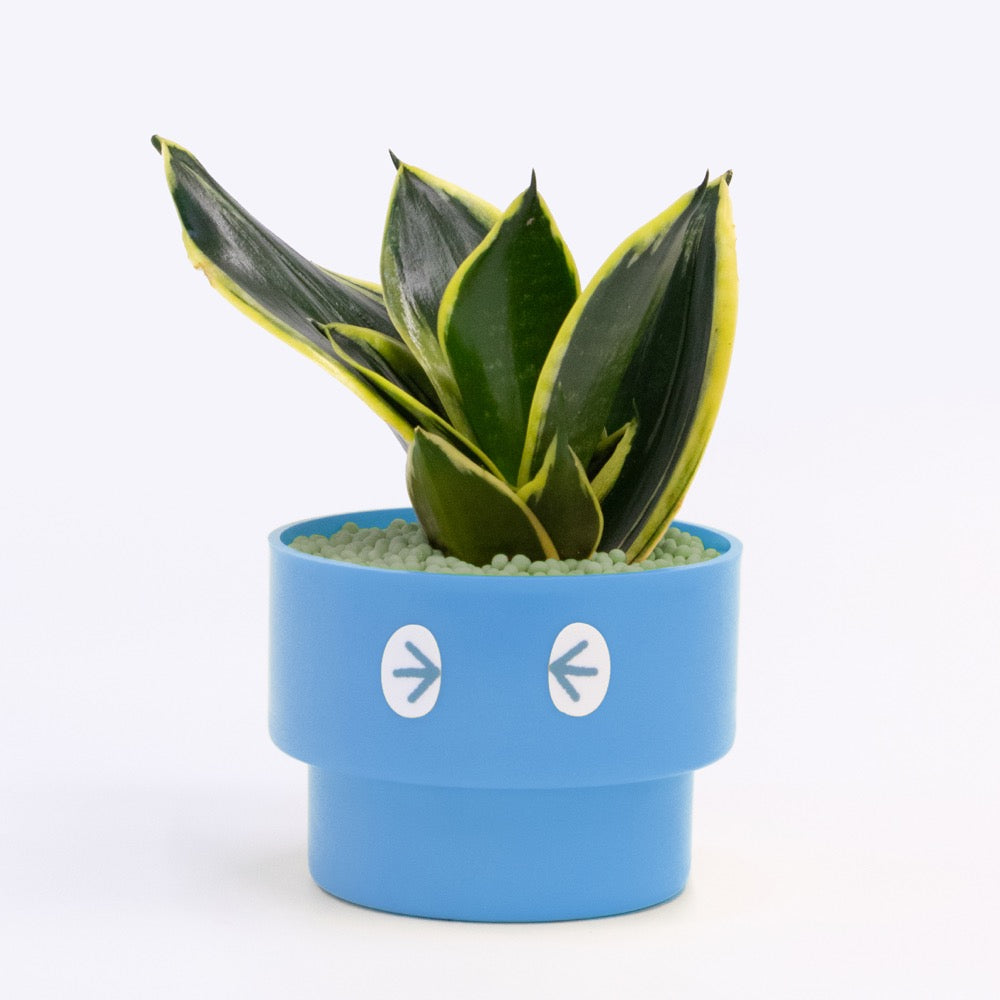【エントリー】PEco plants