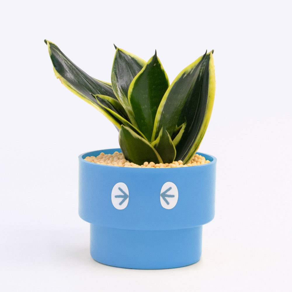 【エントリー】PEco plants