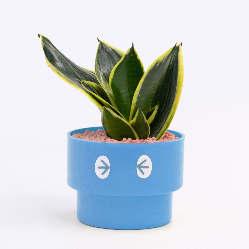【エントリー】PEco plants