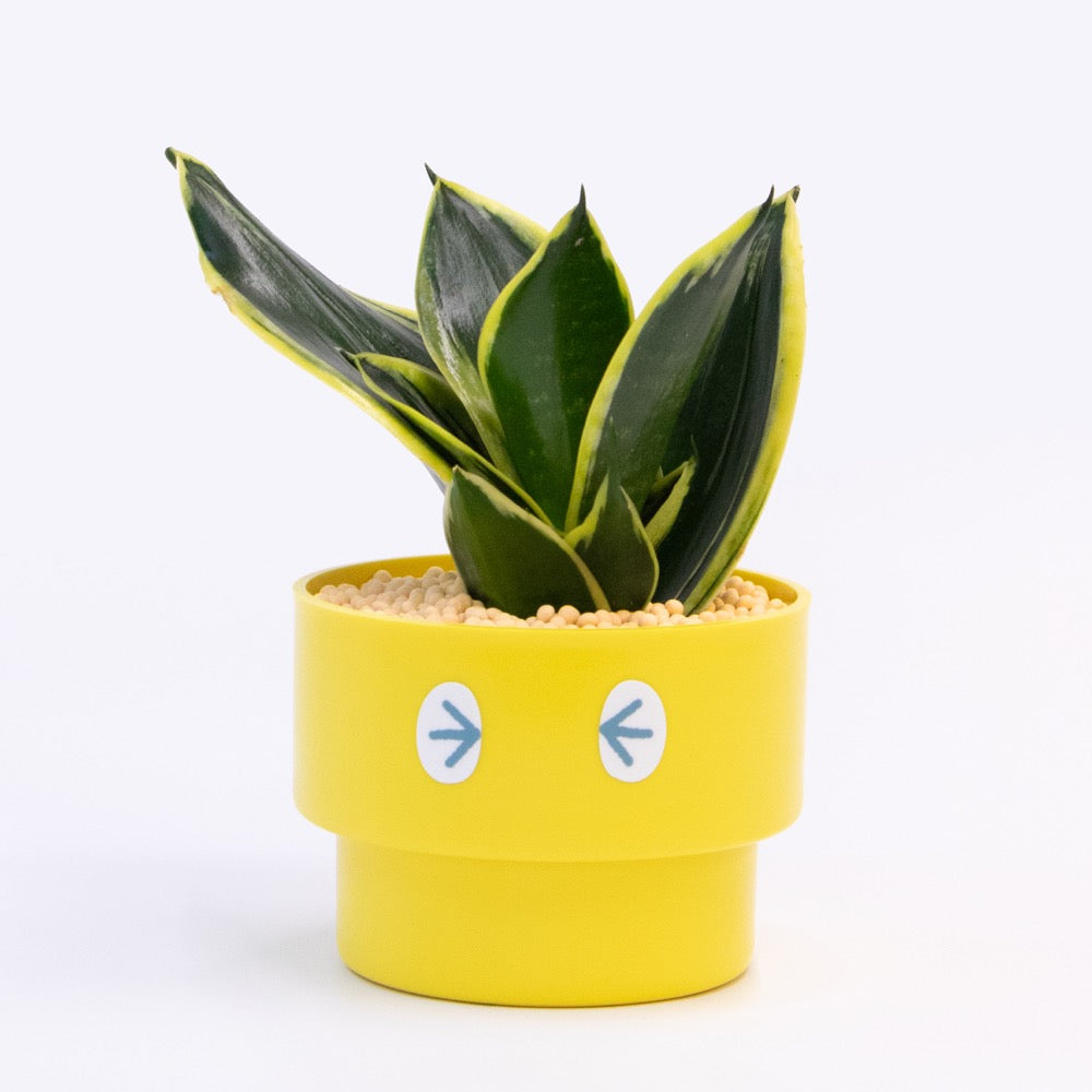 【エントリー】PEco plants