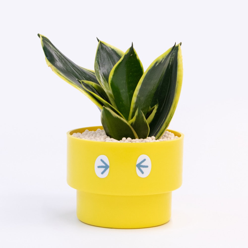 【エントリー】PEco plants