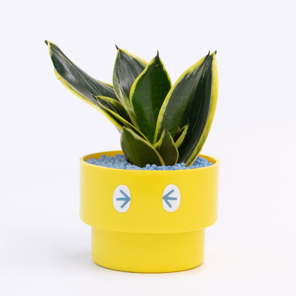 【エントリー】PEco plants