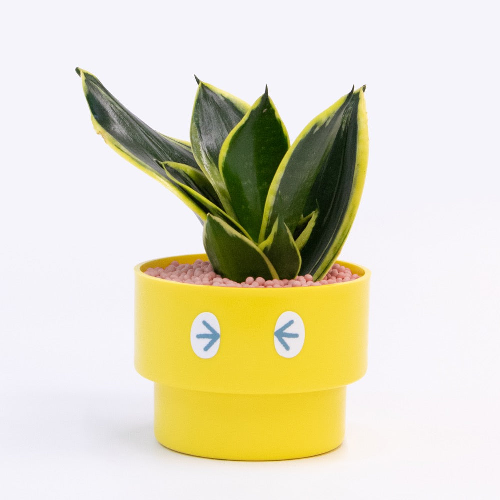 【エントリー】PEco plants