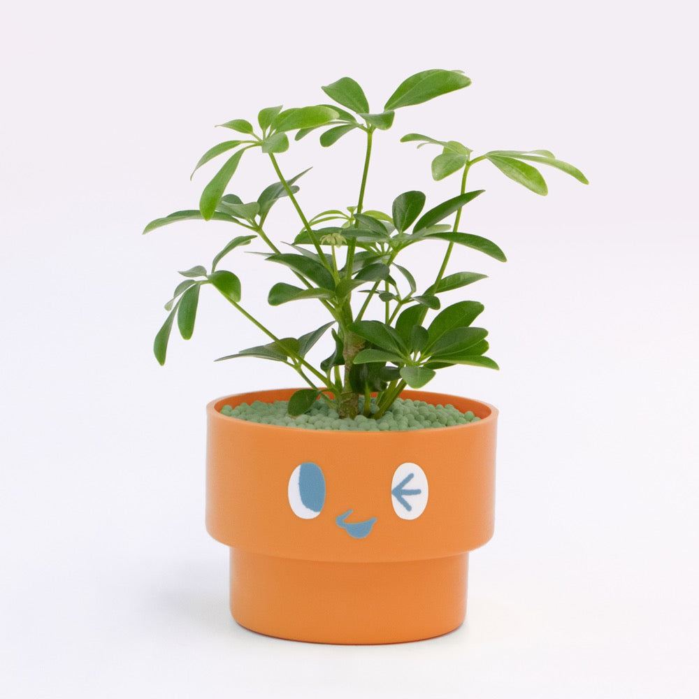 【エントリー】PEco plants
