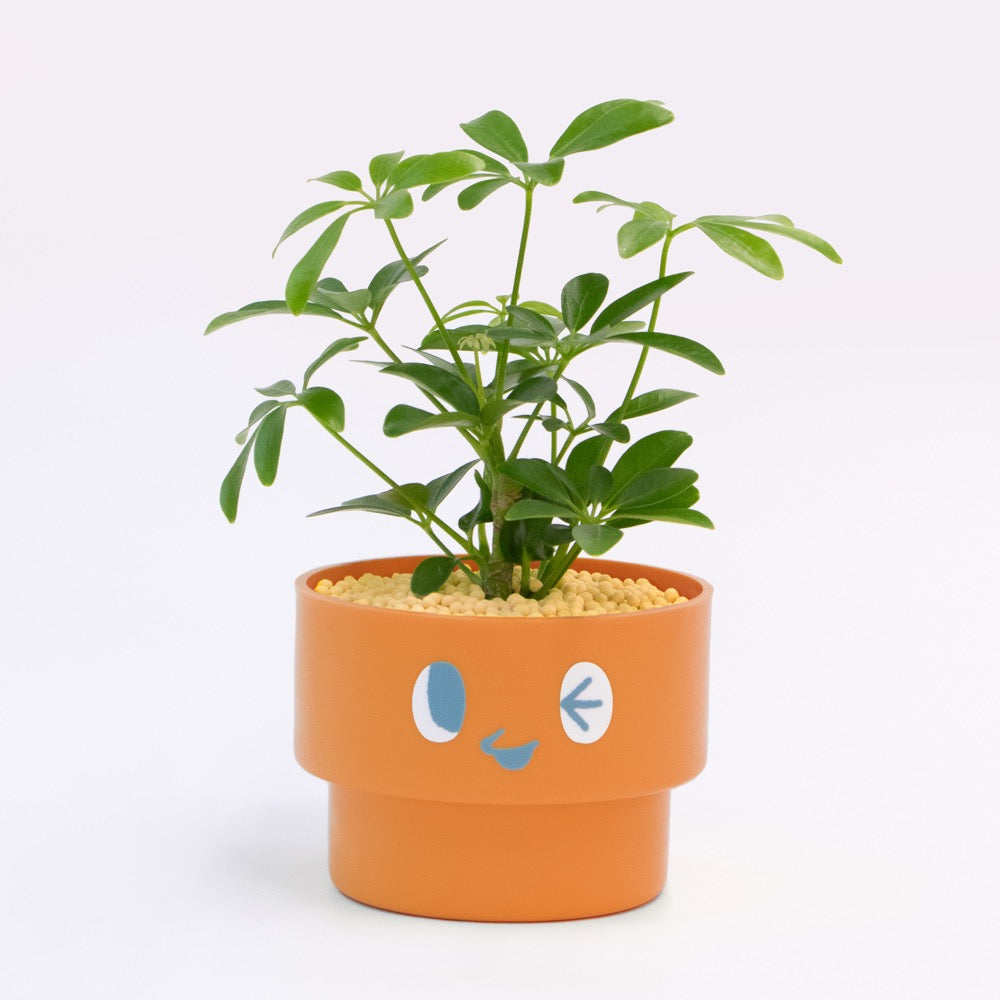 【エントリー】PEco plants