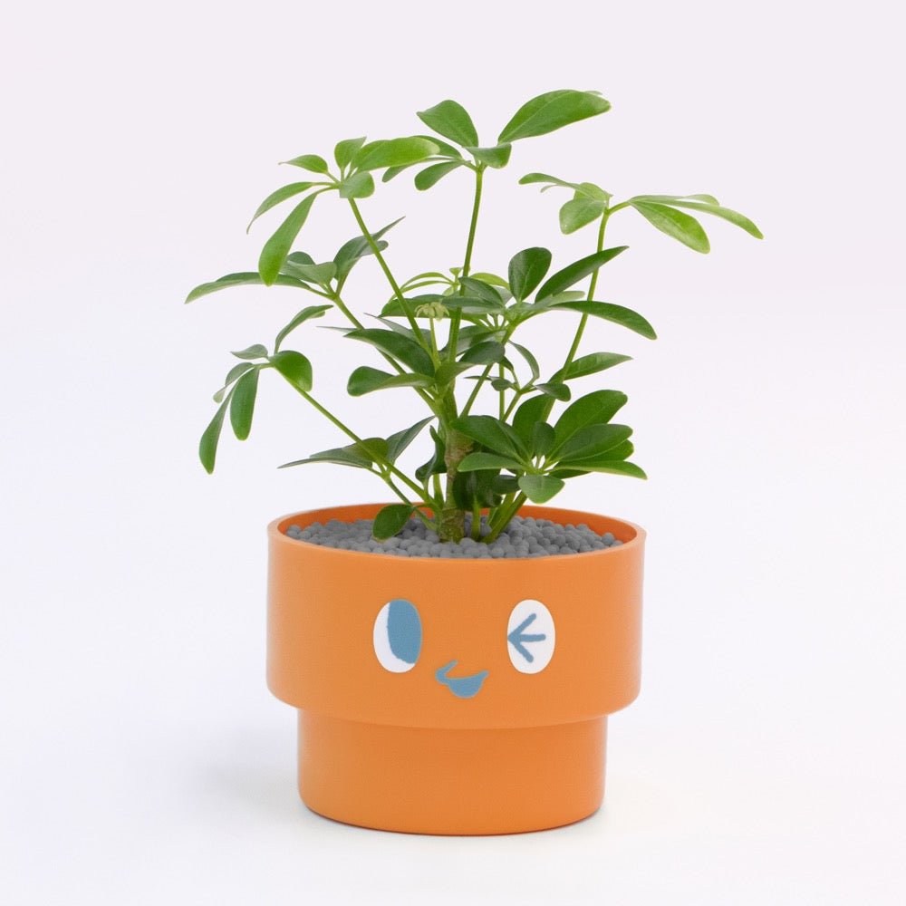 【エントリー】PEco plants
