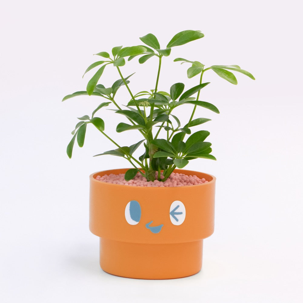 【エントリー】PEco plants