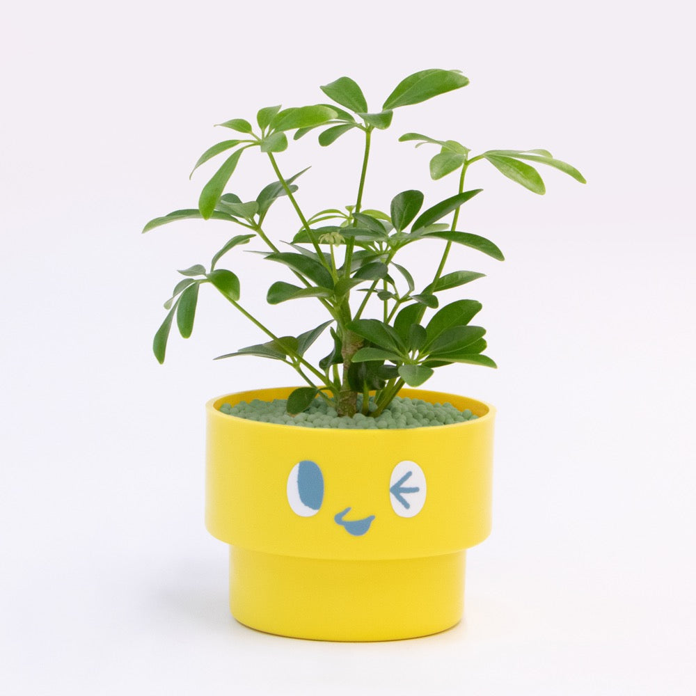【エントリー】PEco plants