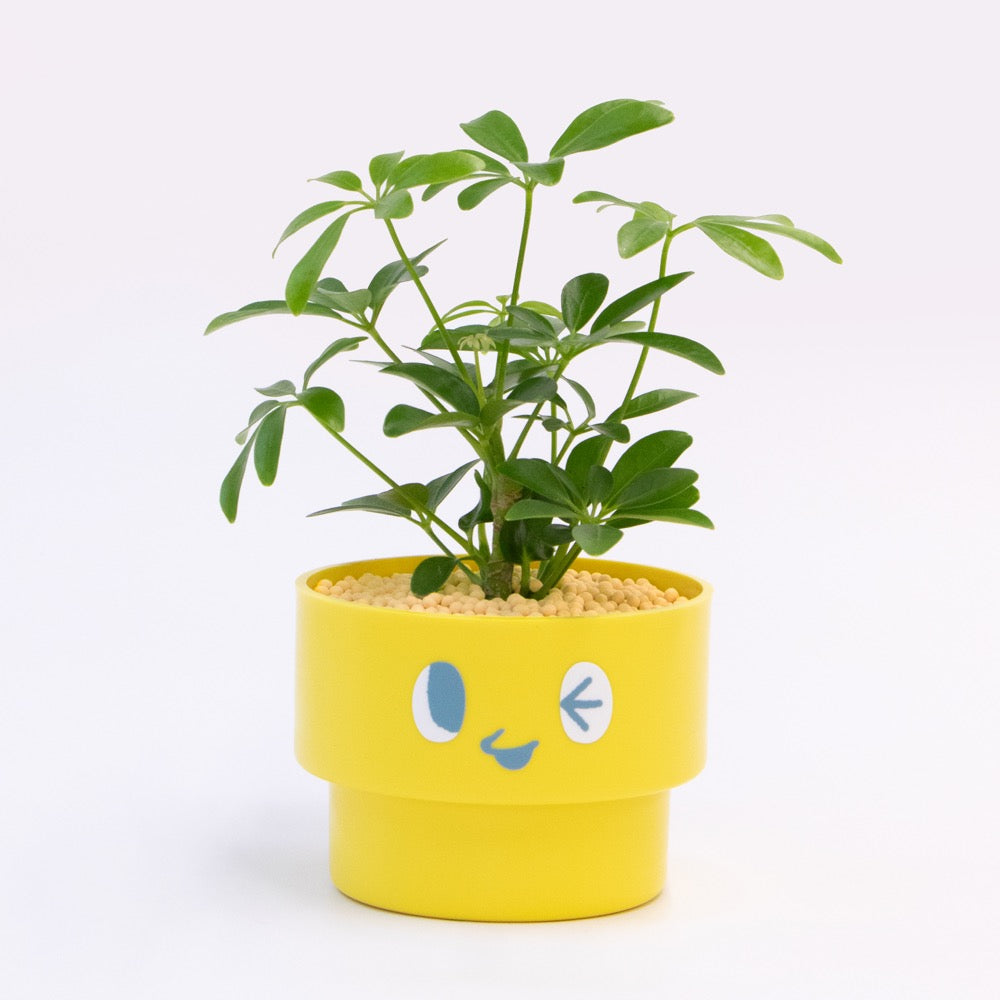 【エントリー】PEco plants