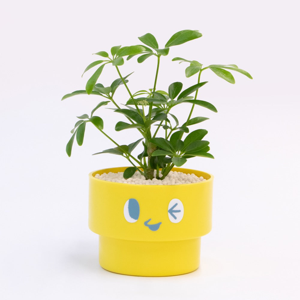 【エントリー】PEco plants
