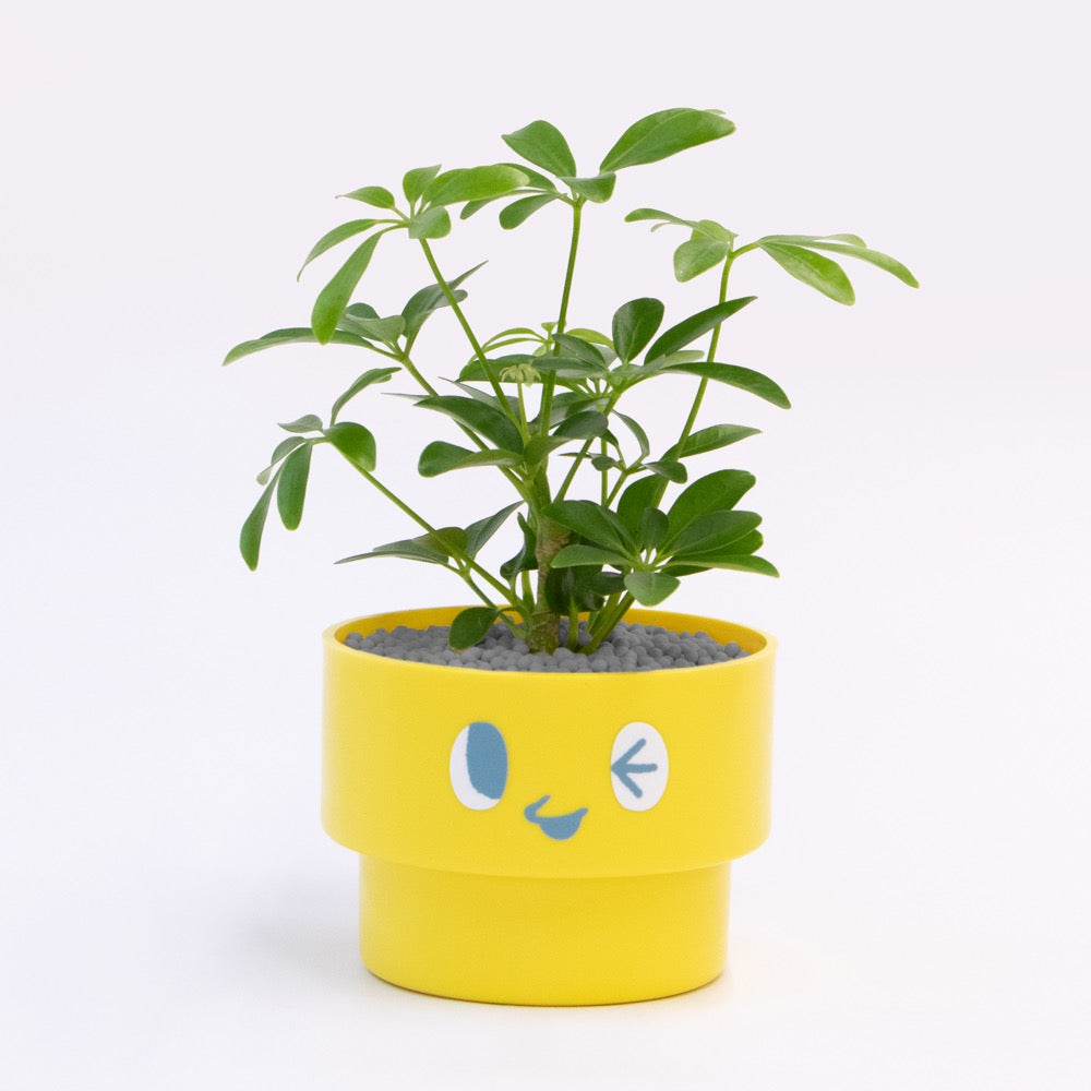 【エントリー】PEco plants