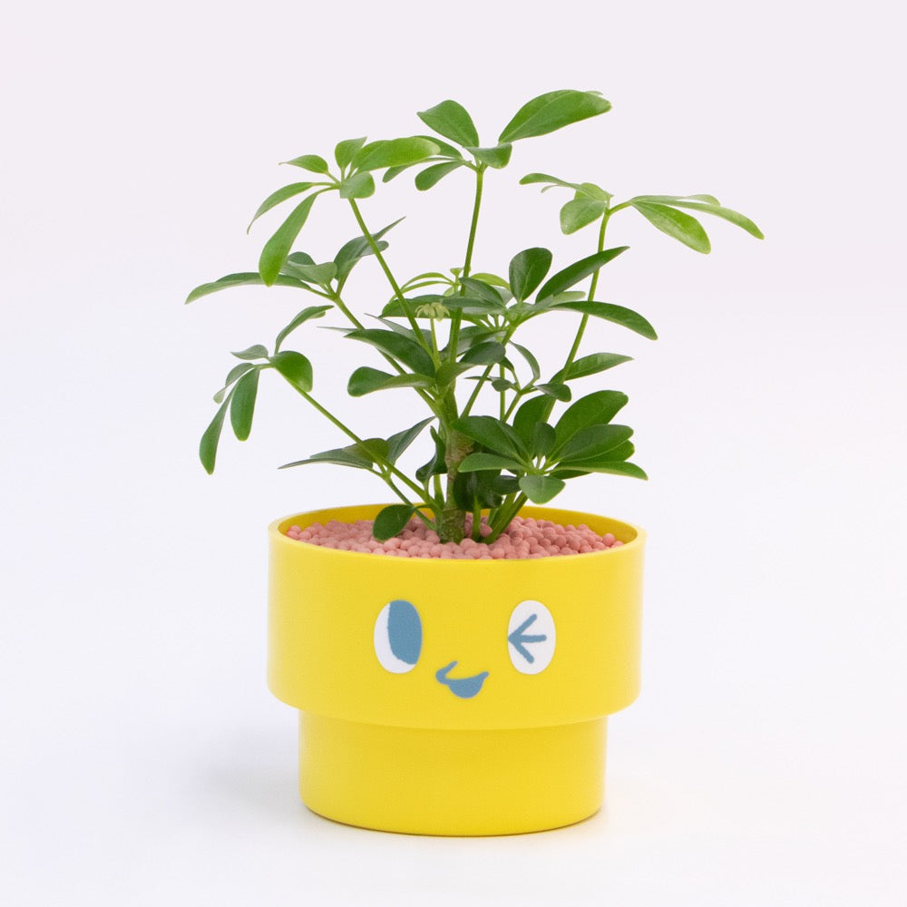 【エントリー】PEco plants