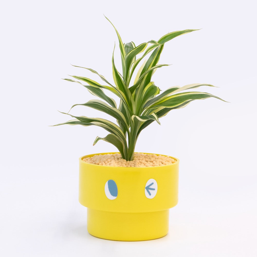 【エントリー】PEco plants