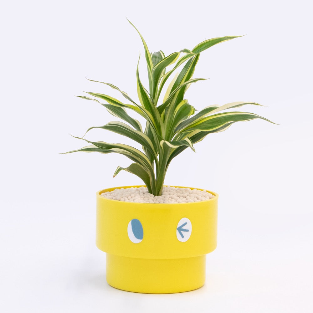 【エントリー】PEco plants