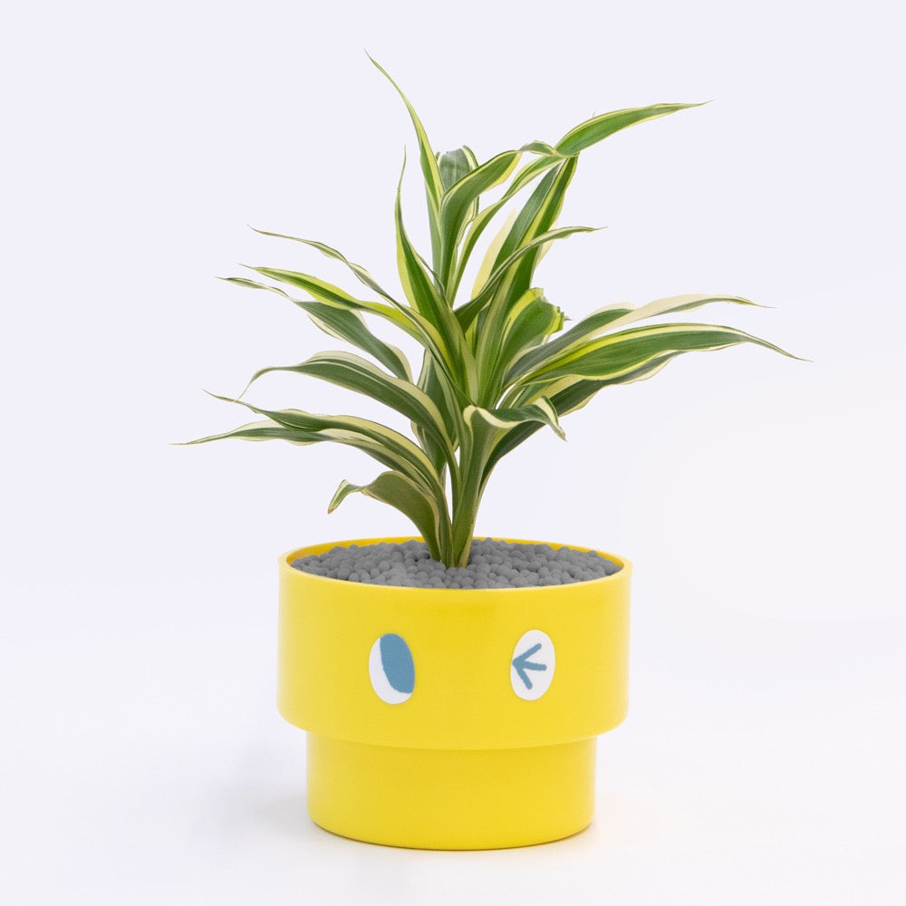 【エントリー】PEco plants