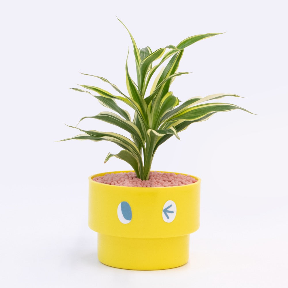 【エントリー】PEco plants