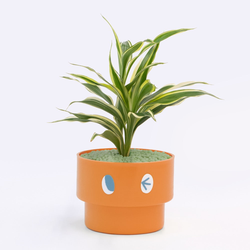 【エントリー】PEco plants