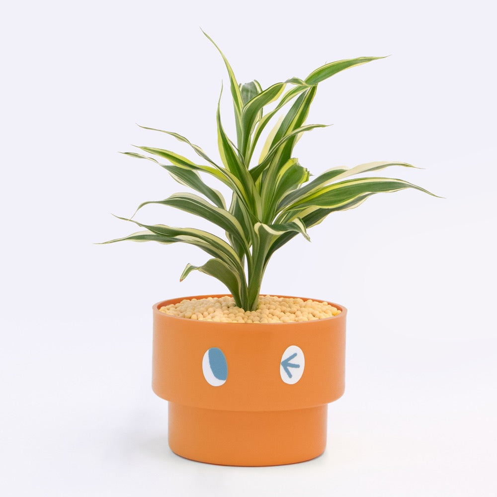 【エントリー】PEco plants