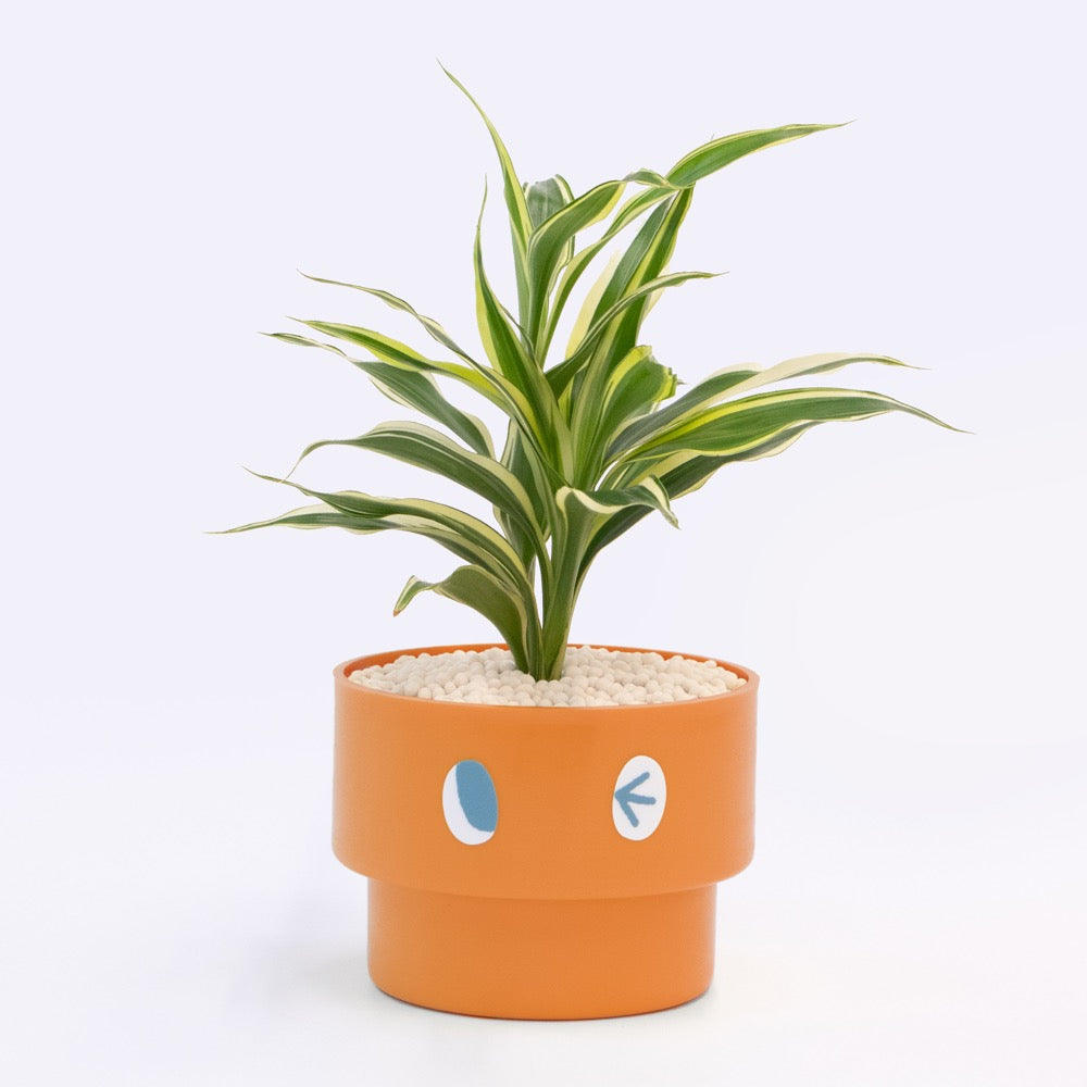 【エントリー】PEco plants