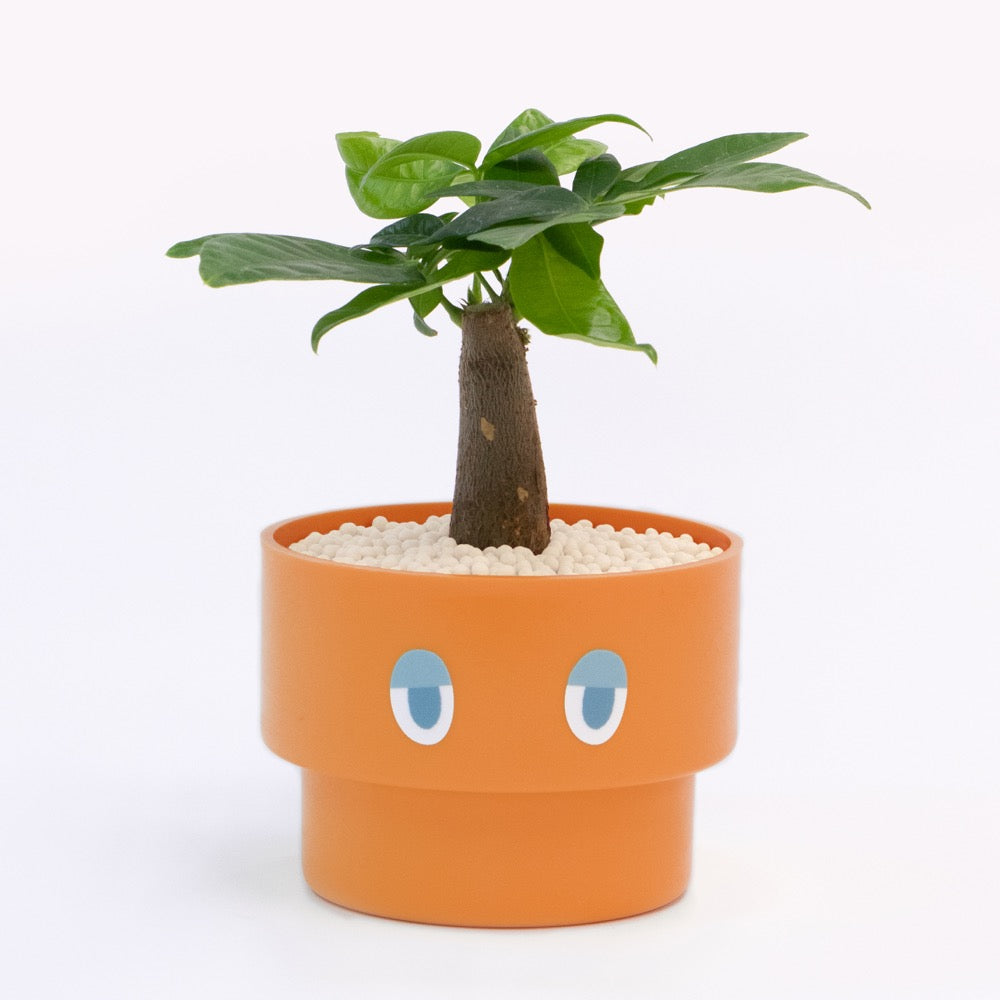 【エントリー】PEco plants