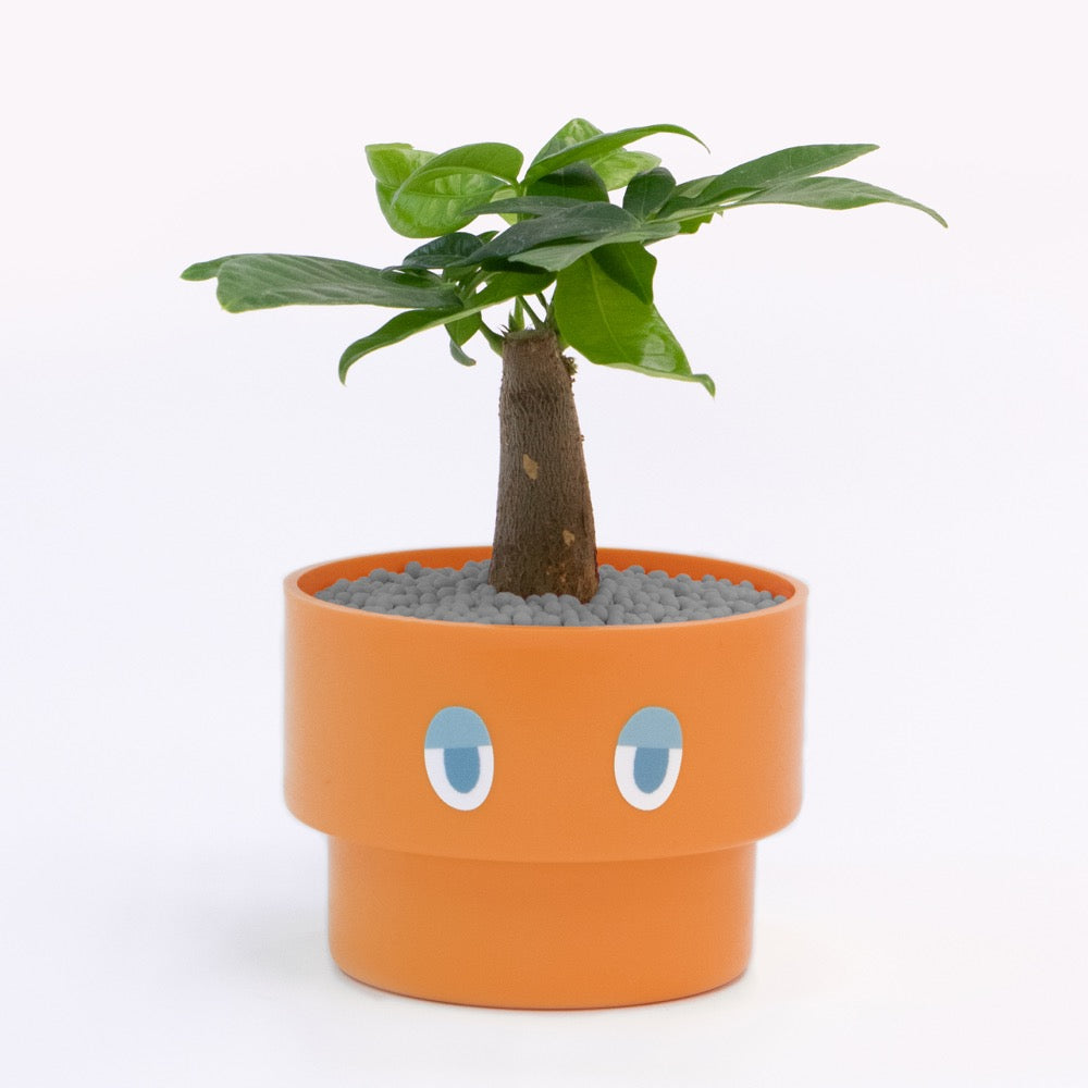 【エントリー】PEco plants