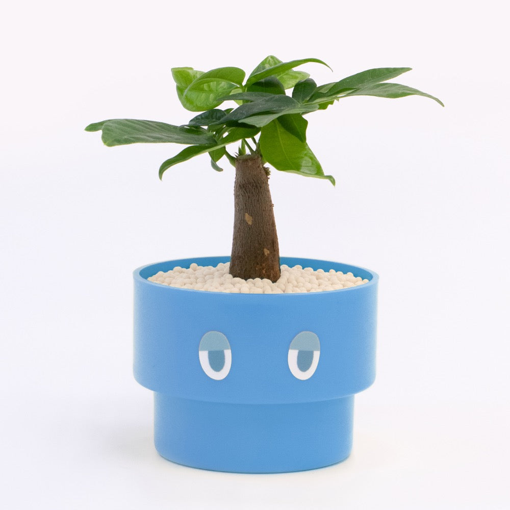 【エントリー】PEco plants