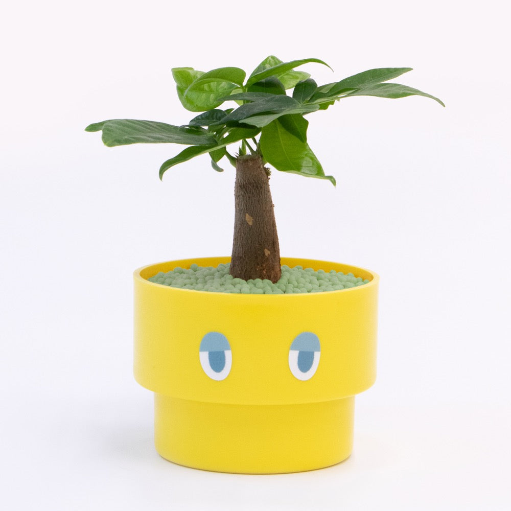 【エントリー】PEco plants