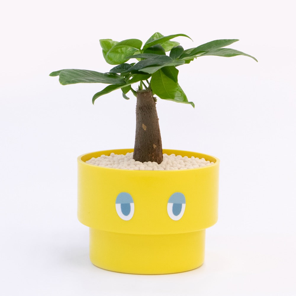 【エントリー】PEco plants