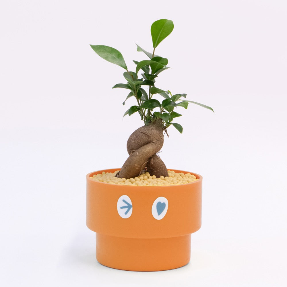 【ガジュマル】PEco plants