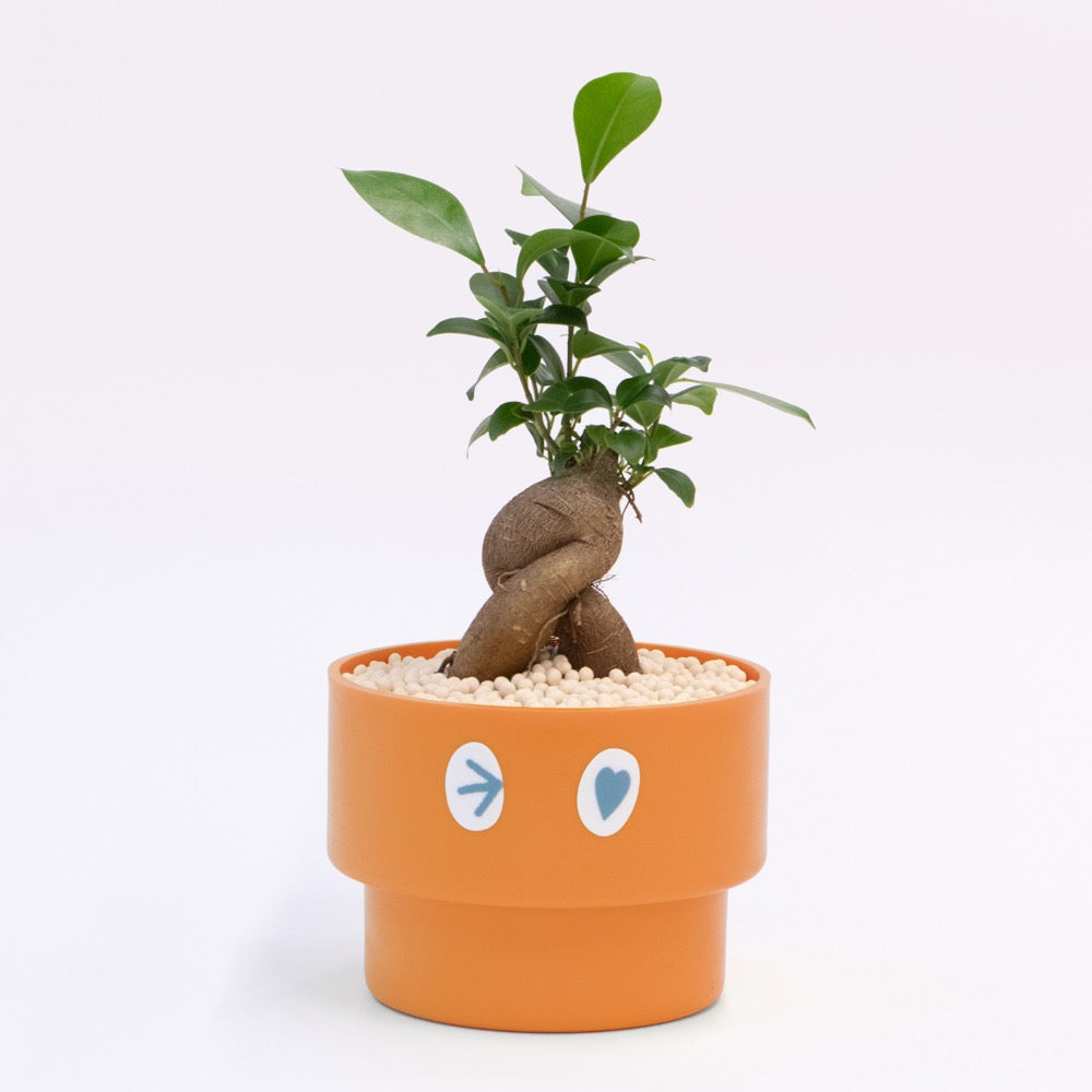 【ガジュマル】PEco plants