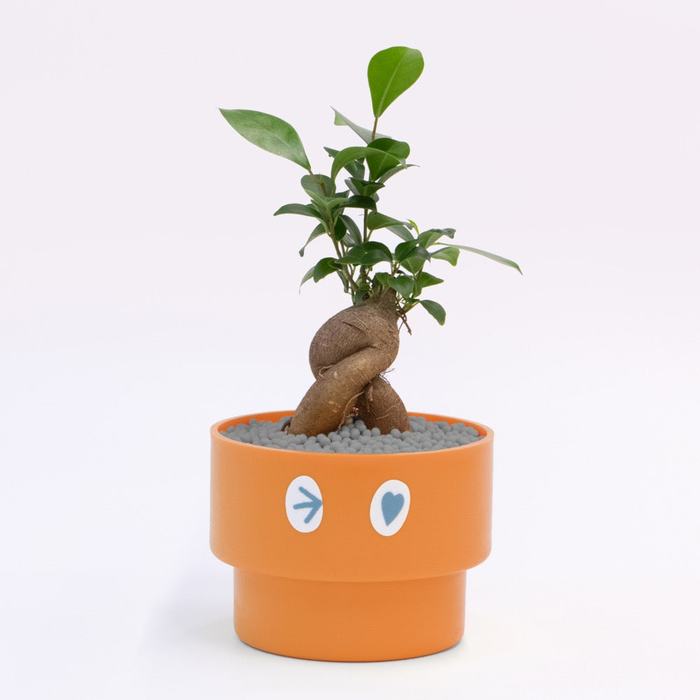 【ガジュマル】PEco plants
