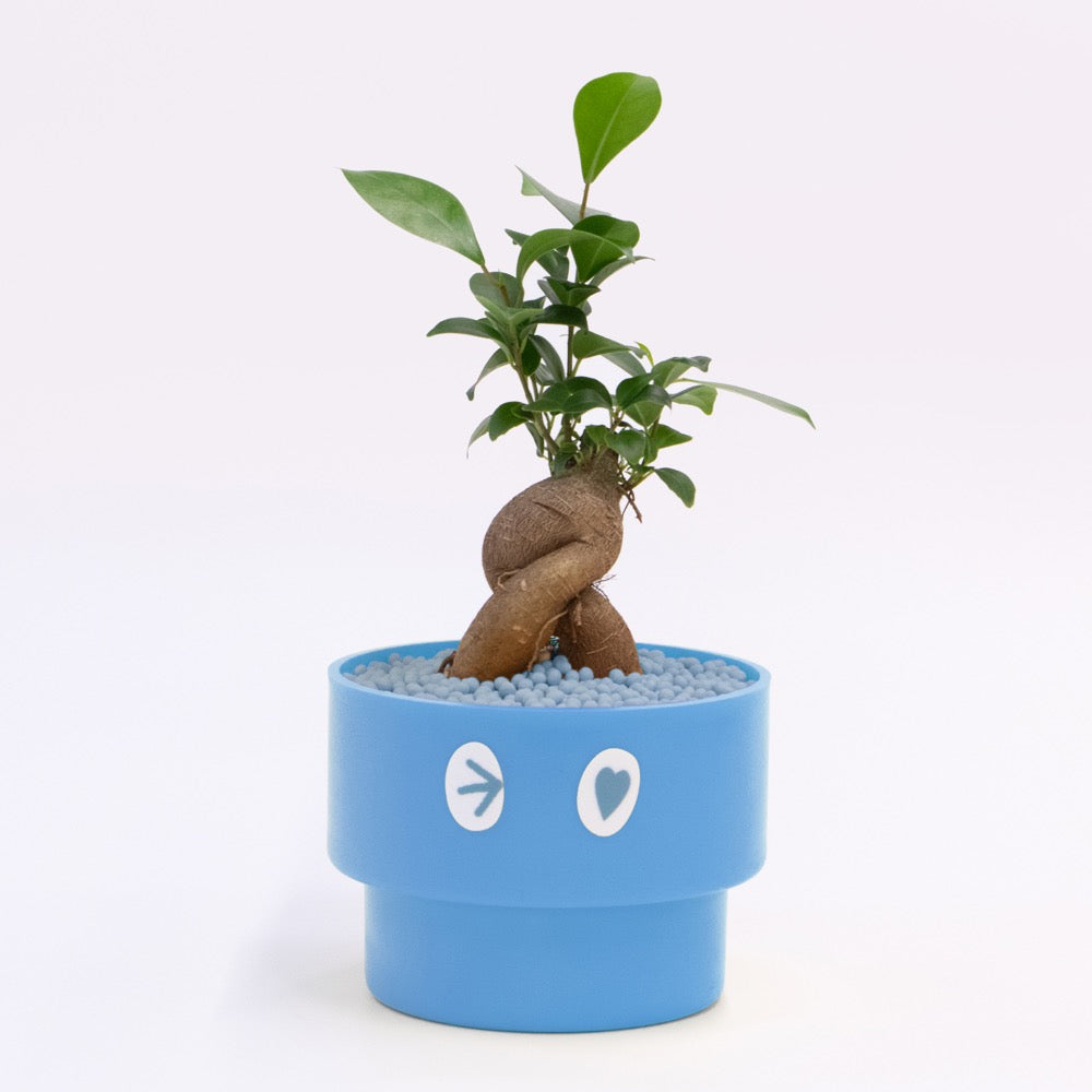【ガジュマル】PEco plants