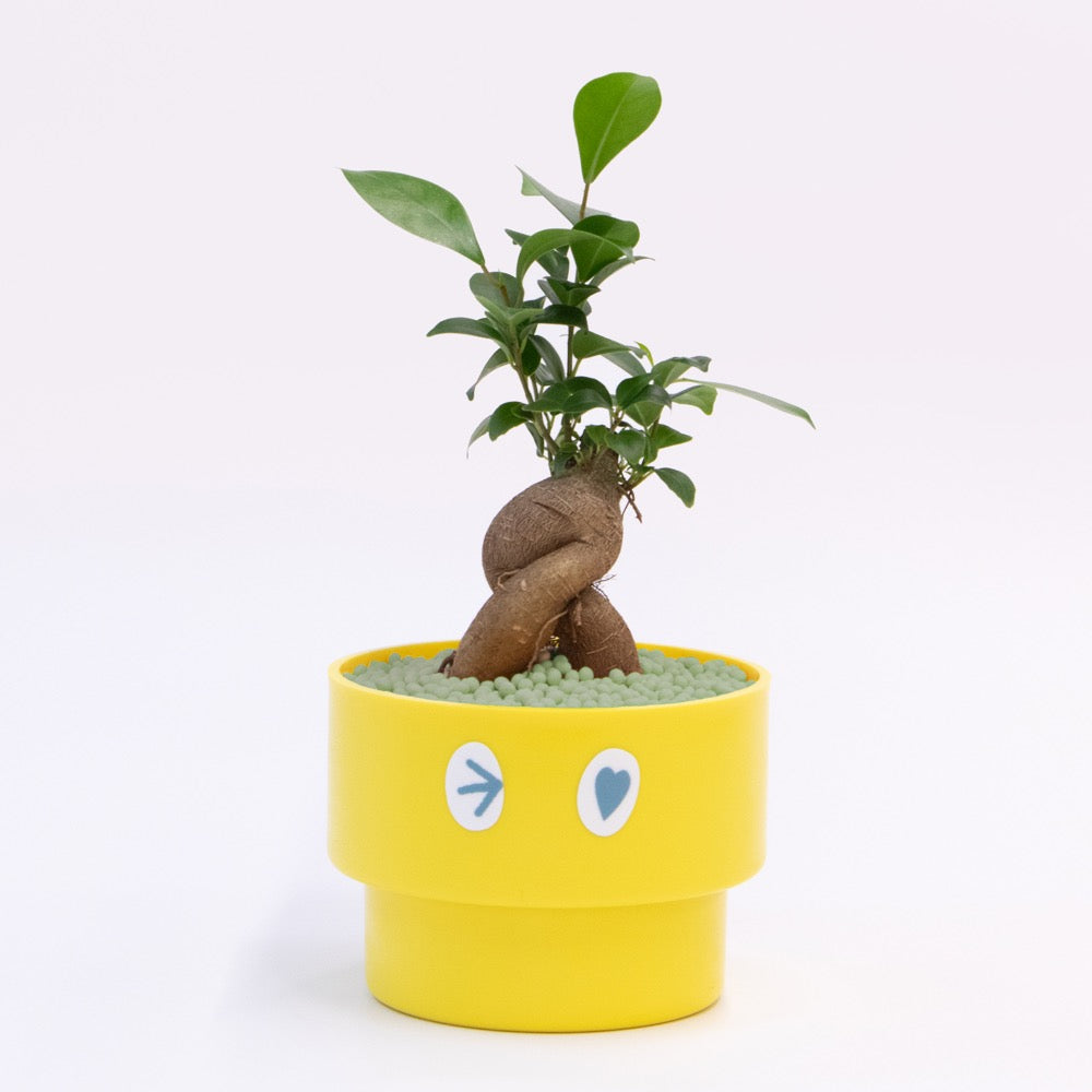 【ガジュマル】PEco plants