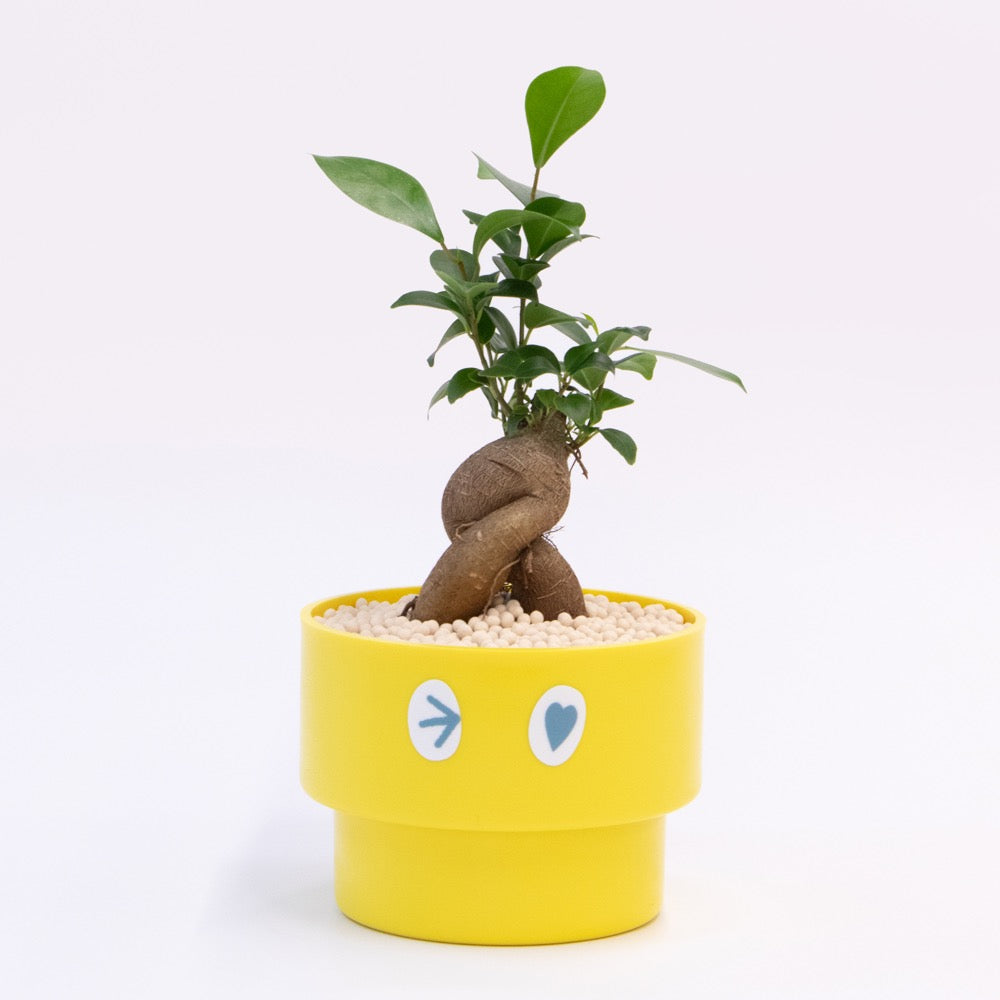 【ガジュマル】PEco plants
