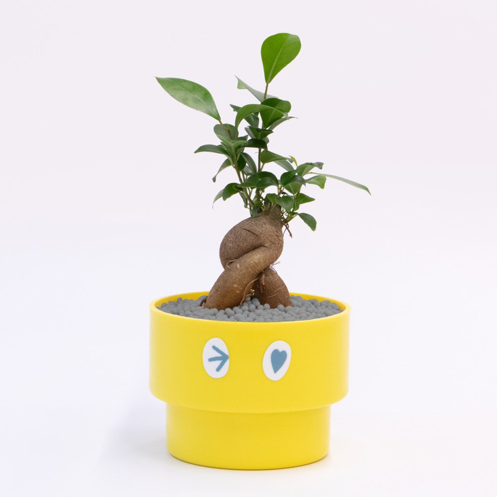 【ガジュマル】PEco plants