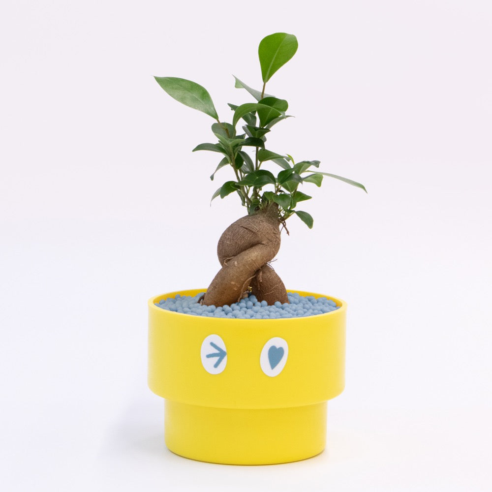 【ガジュマル】PEco plants
