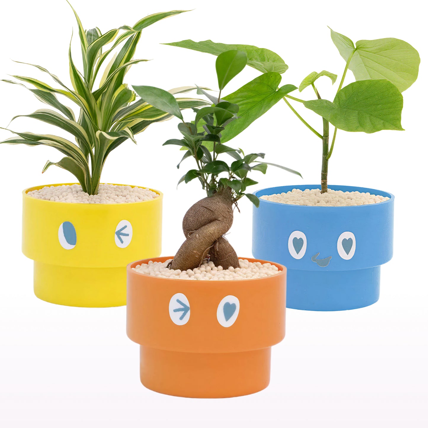 PEco plantsオススメ植物3点セット_ガジュマル・フィカス・ドラセナ